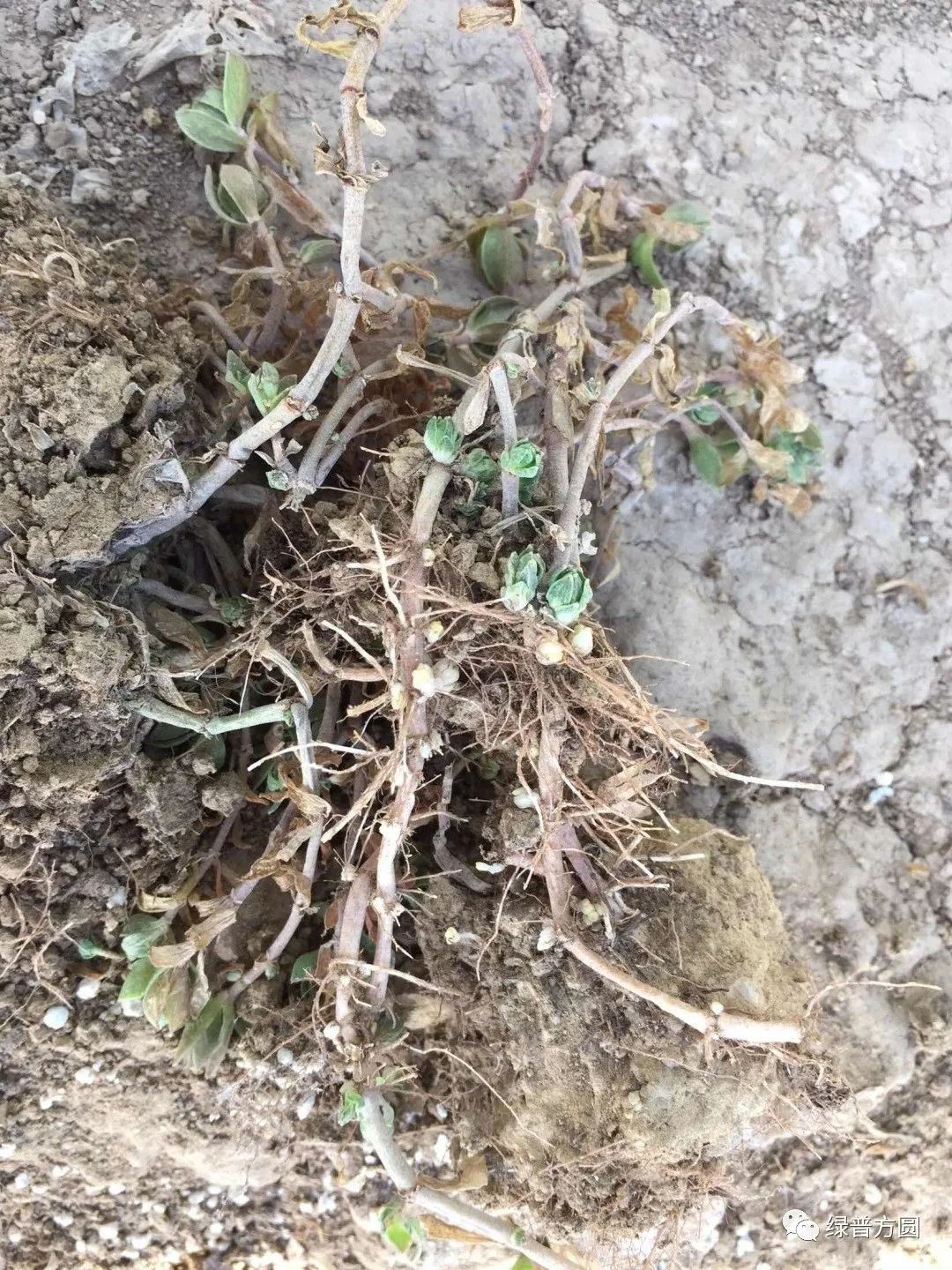 垂盆草在花境中的应用,垂盆草的功效与应用