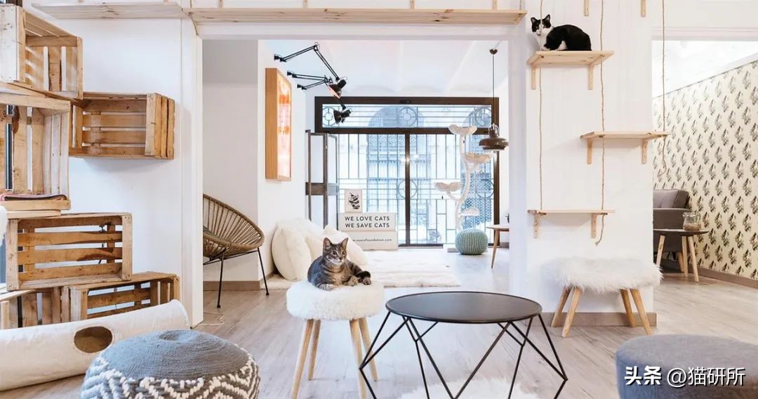 刚来的猫咪太粘人了怎么办,猫咪很黏主人是什么原因