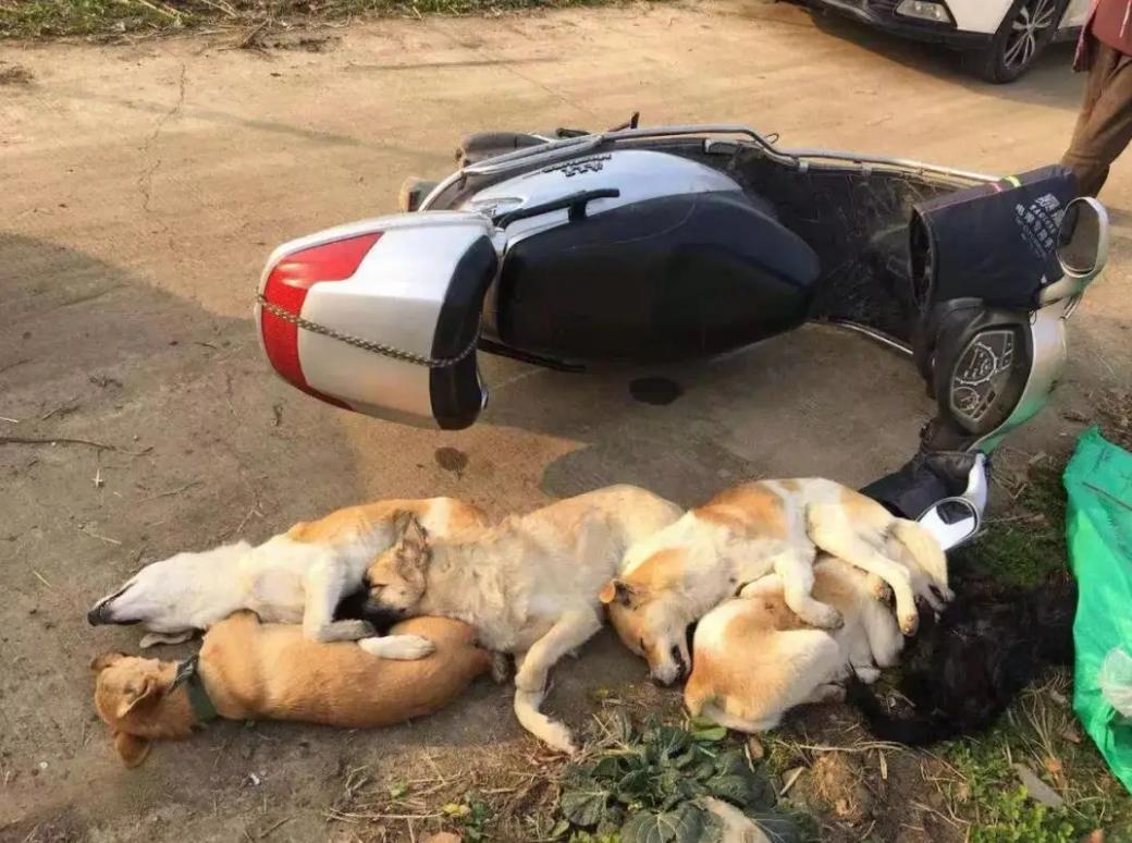 偷狗贼用的毒针很厉害吗,偷狗贼用的什么毒针