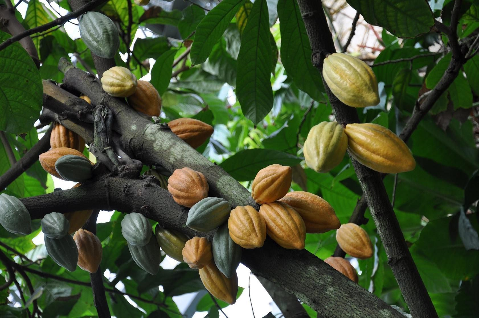 巧克力的甜蜜味道,苦涩的巧克力简介