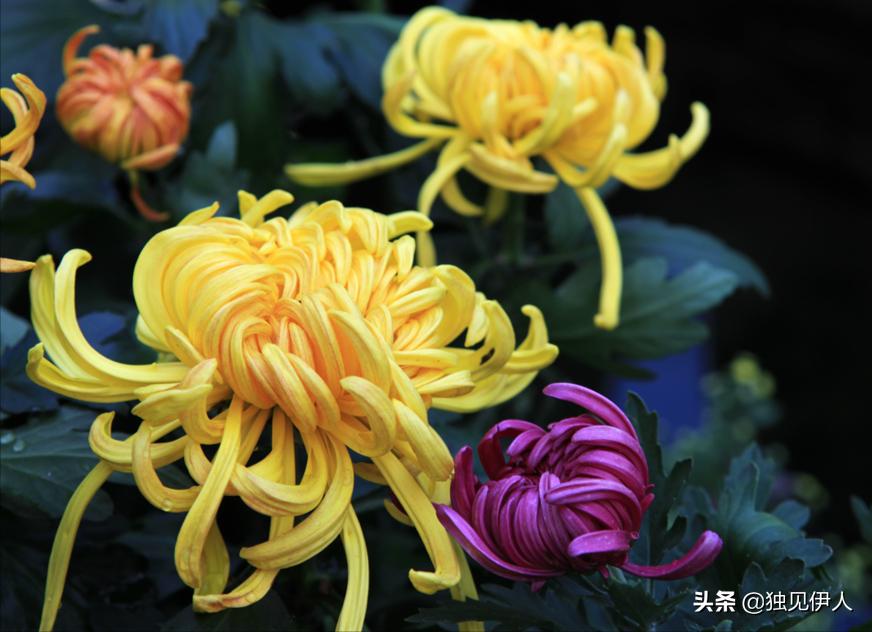 王安石写诗有什么风格,王安石30岁当宰相是前无古人吗