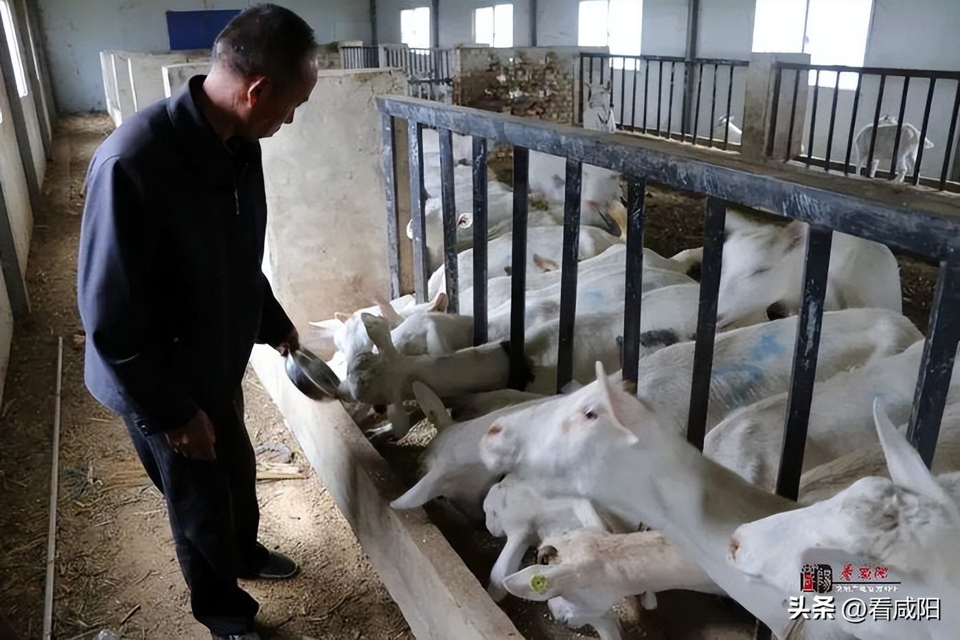 奶山羊养殖致富,奶山羊致富成了新选择