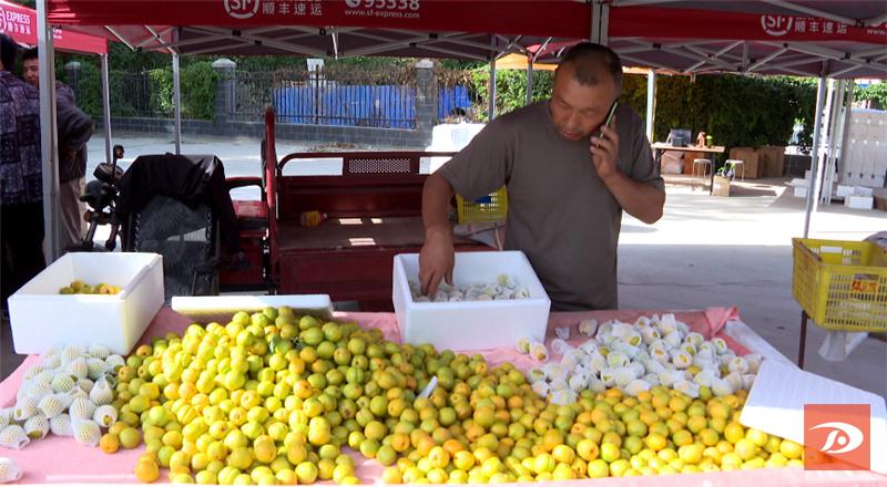 敦煌特产敦煌李广杏成熟上市,敦煌李广杏和其它李广杏的区别