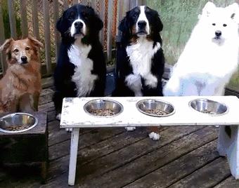 狗子在外面发疯乱跑怎么回事,狗子为什么会满屋子疯跑