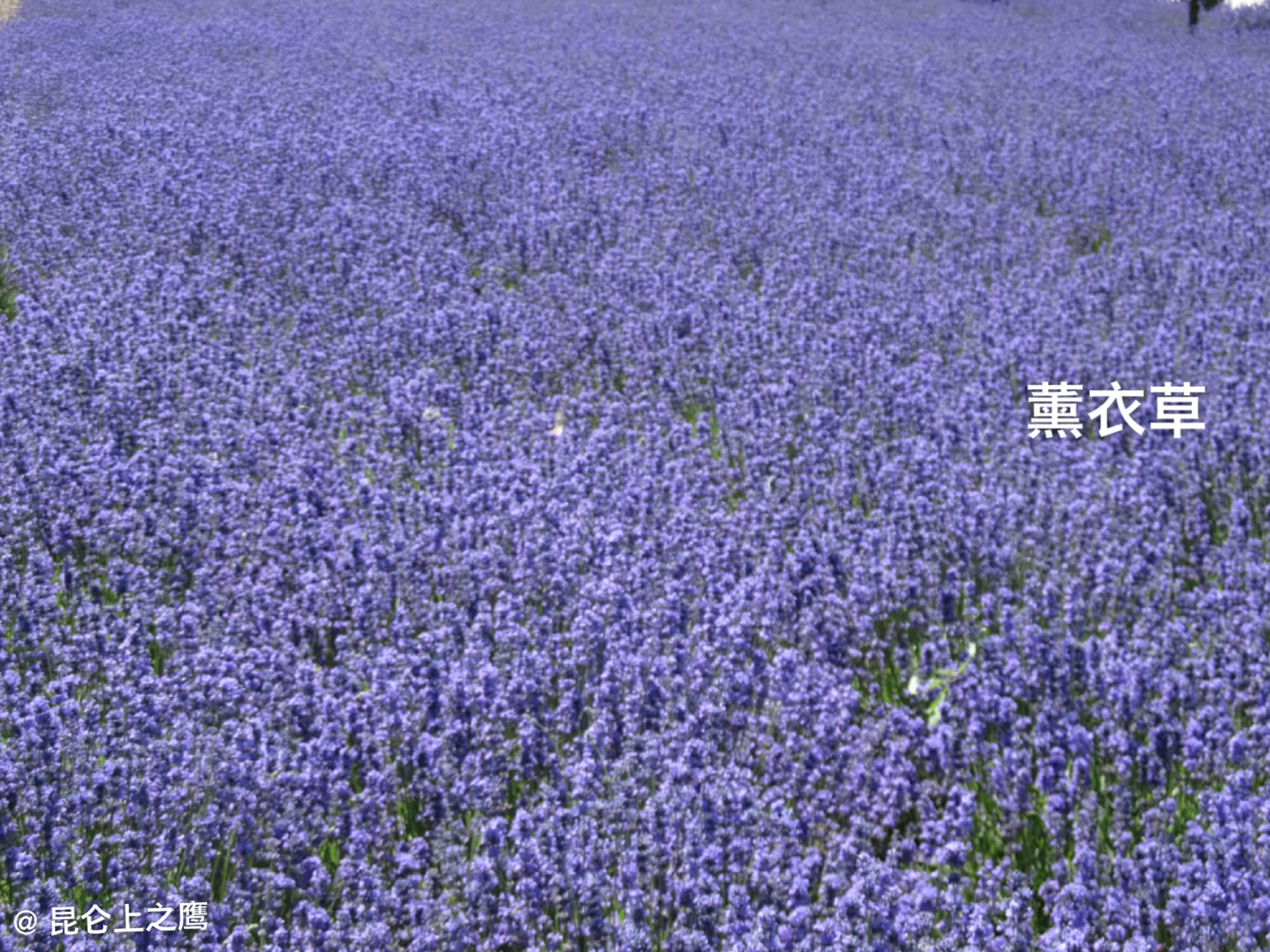 伊犁的薰衣草,伊犁的薰衣草是什么景点