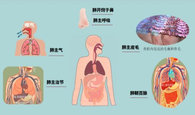 中医怎么看待鼻炎这个病,中医怎么分辨什么类型鼻炎