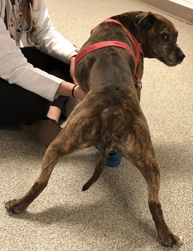 犬猫神经学检查视频,犬猫神经学检查是什么