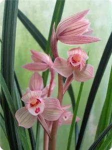 兰花品种大全四川,兰花品种鉴别方法