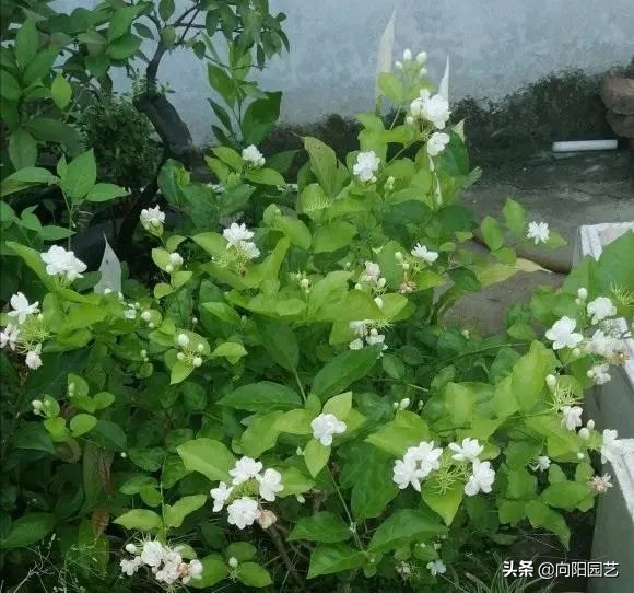 室内好养的香花,适合室内养的有香味的花四季