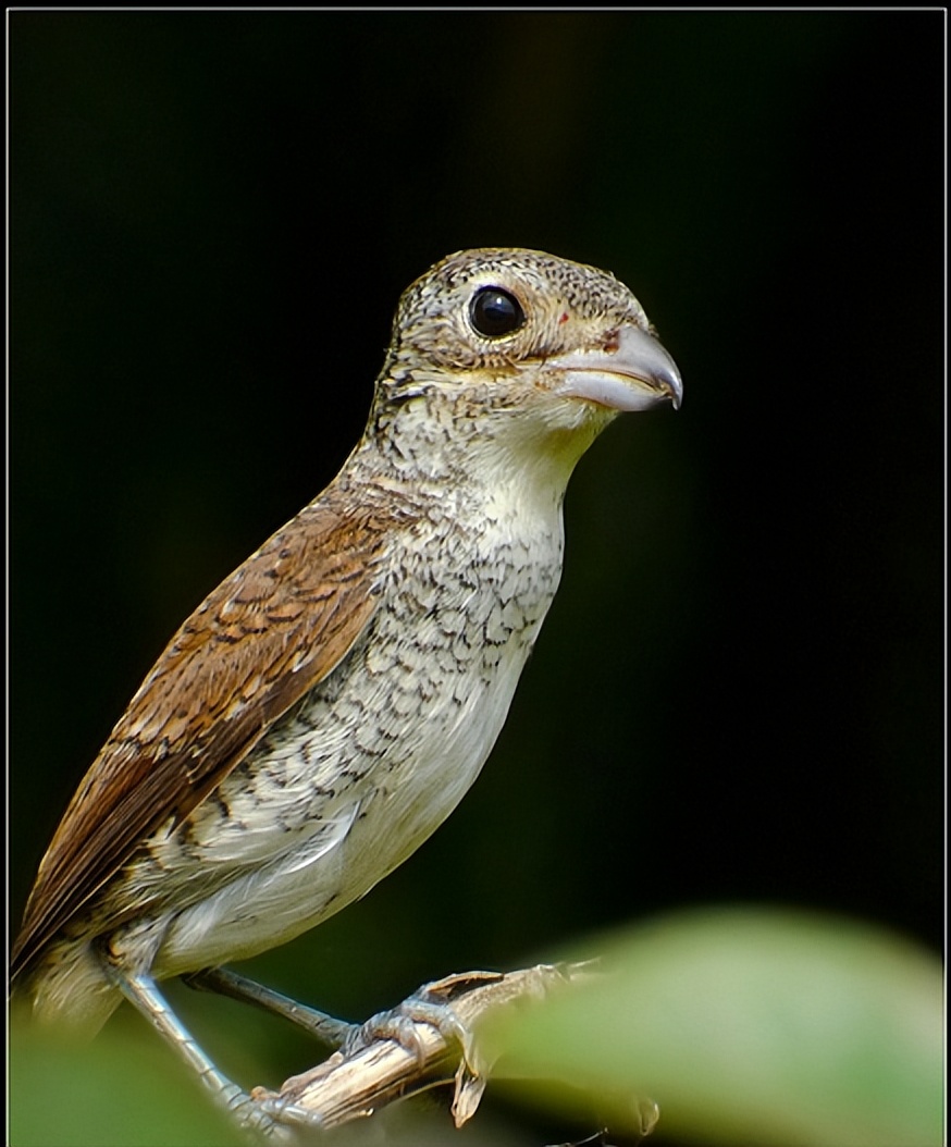 50张最佳鸟类摄影作品,鸟儿大全大图