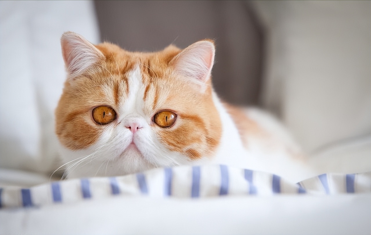 各个品种猫咪大概的价格,盘点各种猫咪的价格