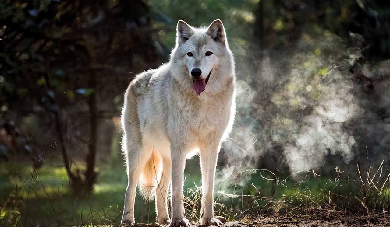 人死火化是浪费资源？动物死了进入生态循环，人类却打破自然规律