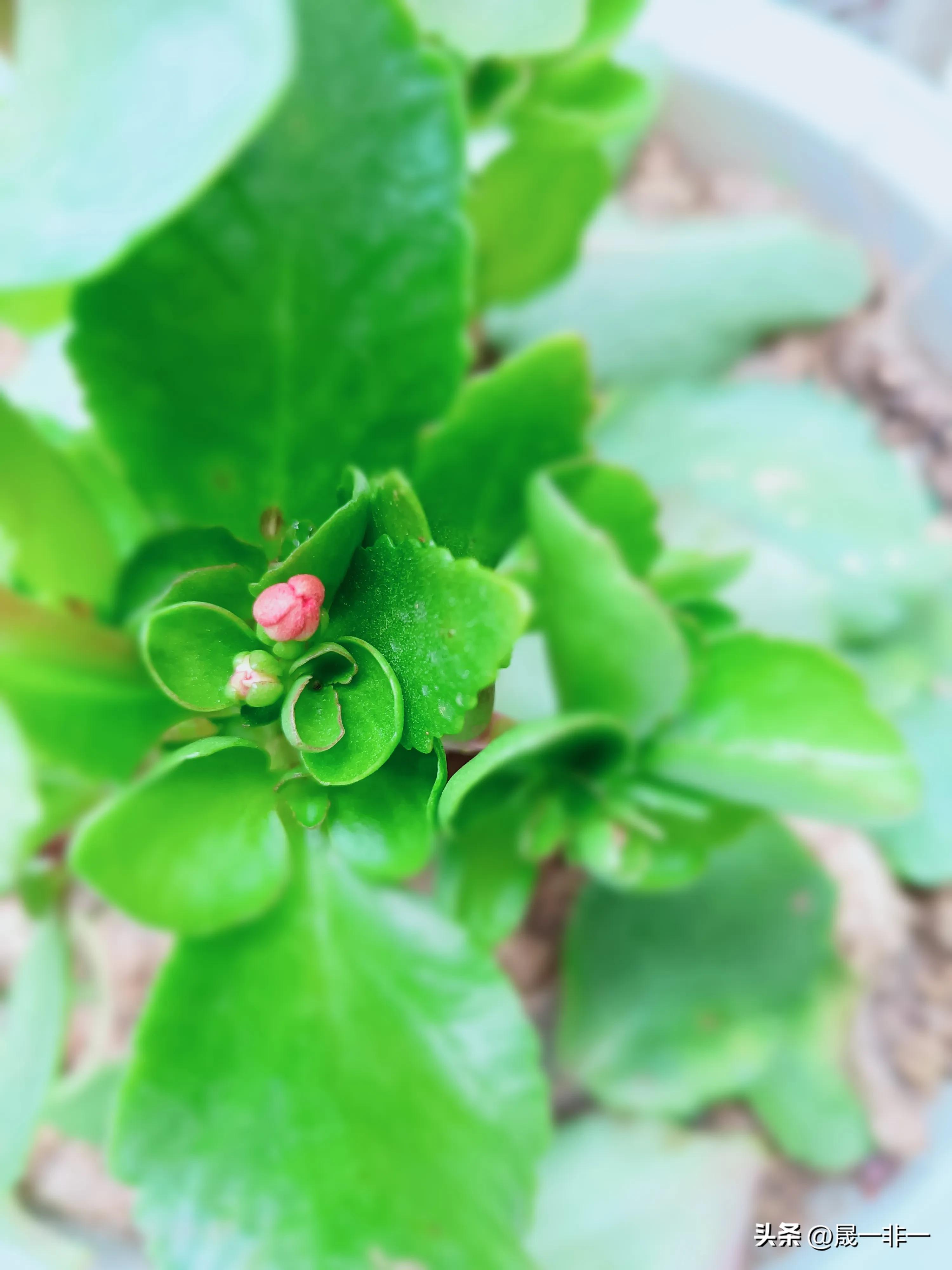 20天宝宝拉绿色的便便是什么原因,宝宝拉绿色便便什么原因该怎么办