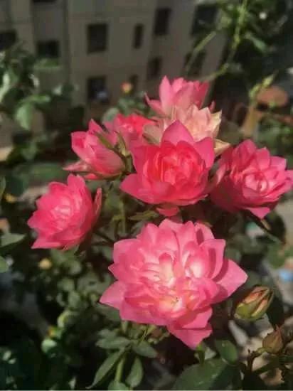 月季品种醉花,月季品种大全及图片欣赏