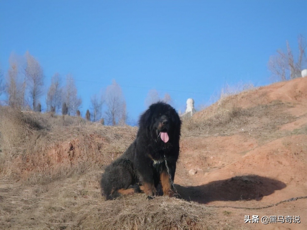 从濒临灭绝到泛滥成灾,纯种野生藏獒濒临灭绝