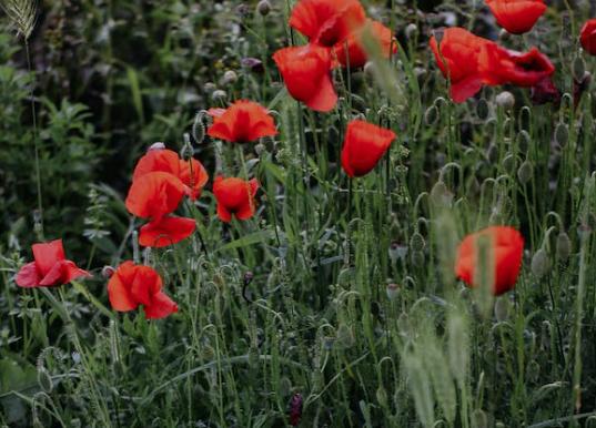 不想结婚怎么办,不想结婚最好的解决方法