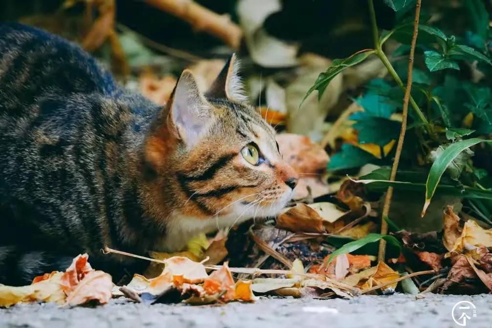 深圳4个绝美海岛,深圳值得游玩的小岛