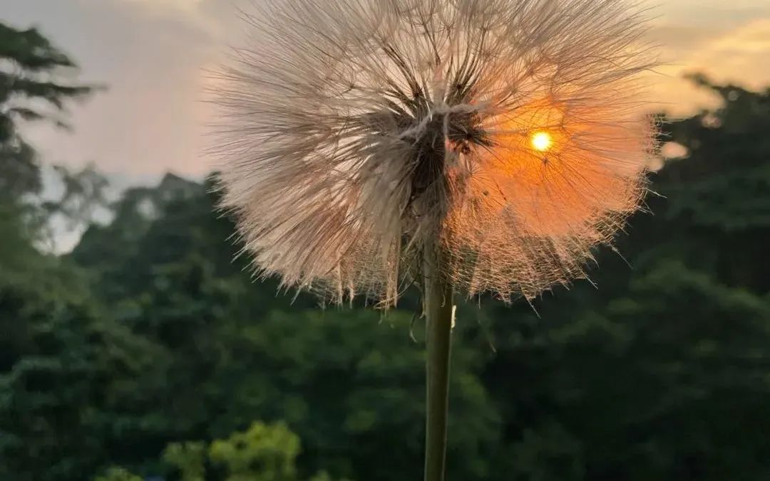 鲜花在水里能养几天会死,新加坡盆栽花卉怎么养