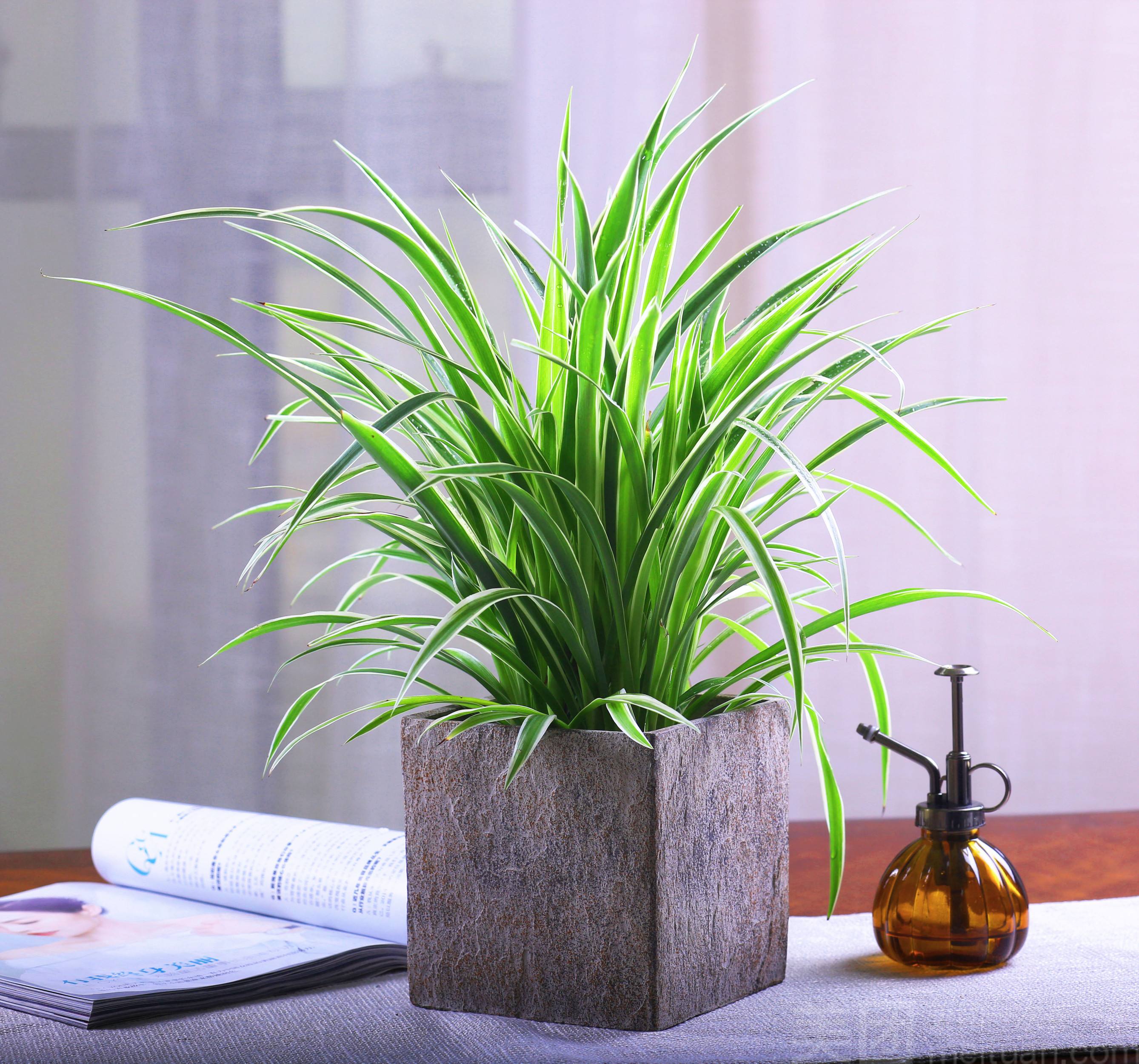 养什么花吸收废气最好,家里好养又可以除烟味的花