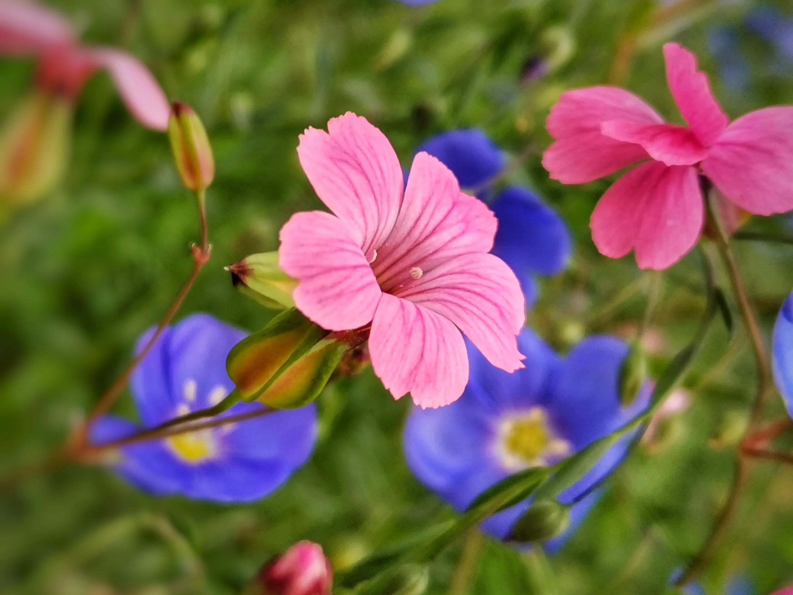 百花酿诗韵芬芳留人间（一）
