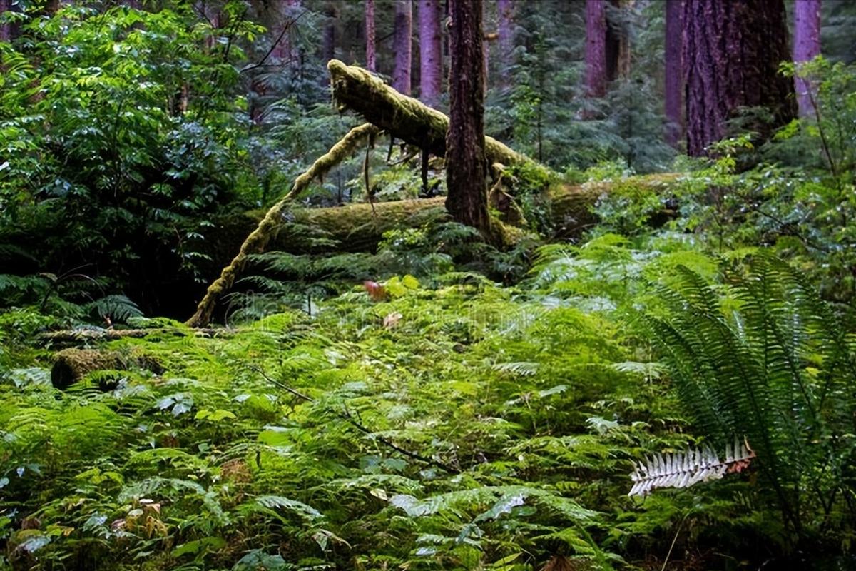 李商隐的夜雨寄北表达什么,唐诗三百首夜雨寄北李商隐