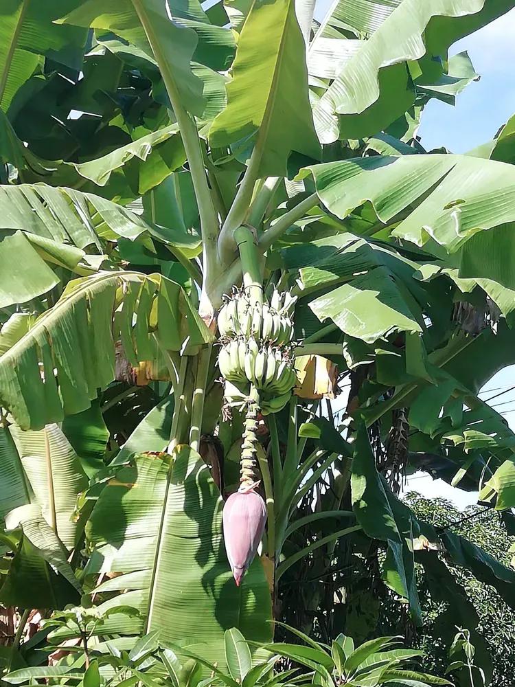 立才农场到三亚市区多远,三亚坐几路车到南岛农场