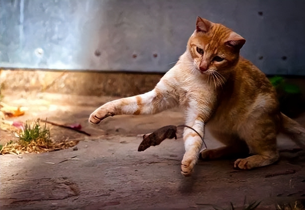 辽宁国家粮仓遭鼠患，员工训练流浪猫当兵入伍，厂内上演猫鼠大战