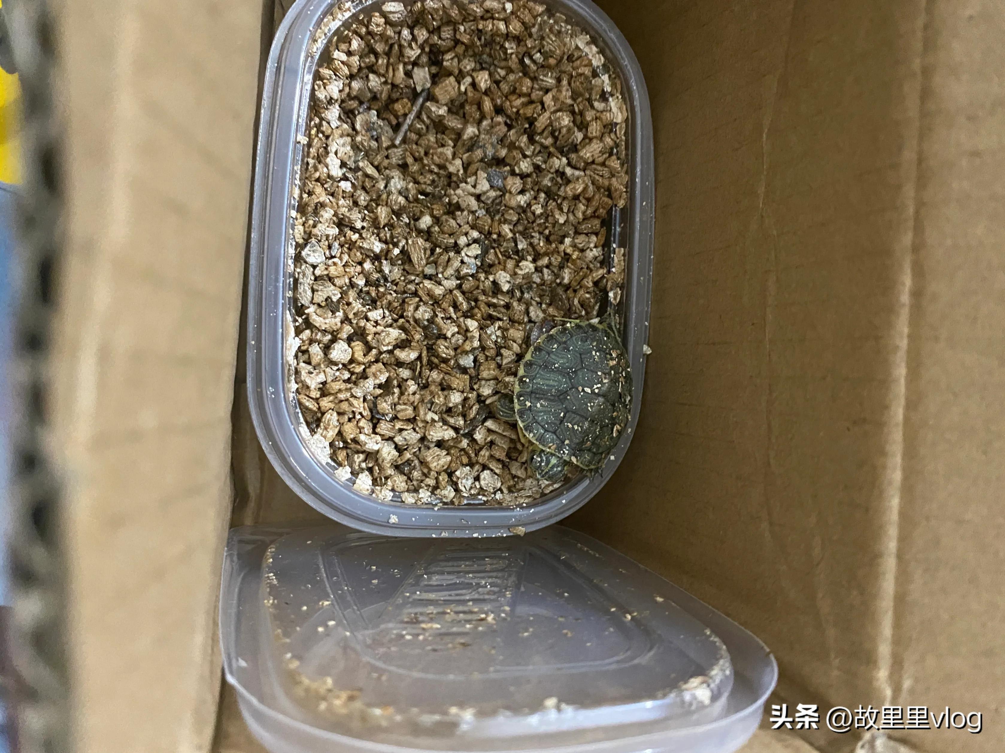 买了两只小乌龟现在长得特别大,乌龟长到几厘米开始生蛋