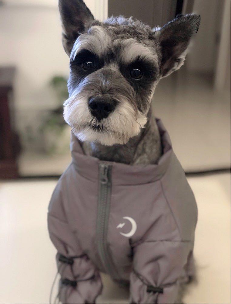 雪纳瑞老是咬手怎么办,雪纳瑞怎样才能不乱咬东西