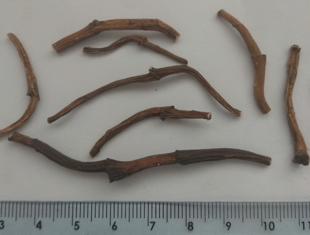 带你识别灵芝,重楼品种识别视频