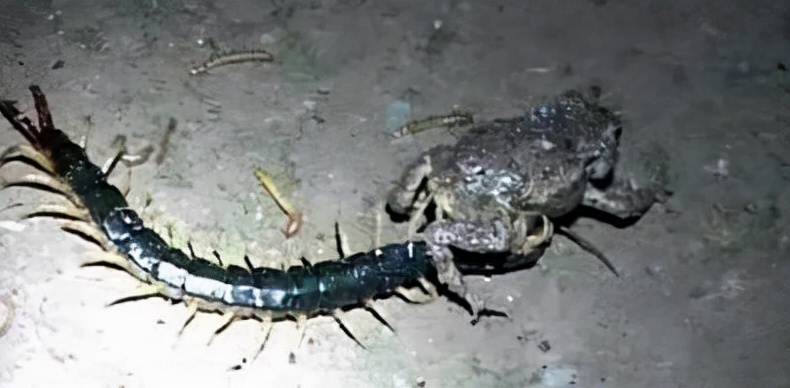 蛊是什么时候存在的,蛊到底是什么