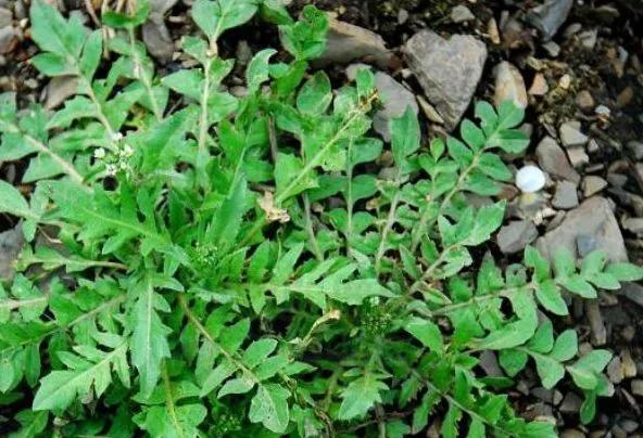 春吃鲜这些野菜你吃过吗,哪种食材是春季常吃的野菜