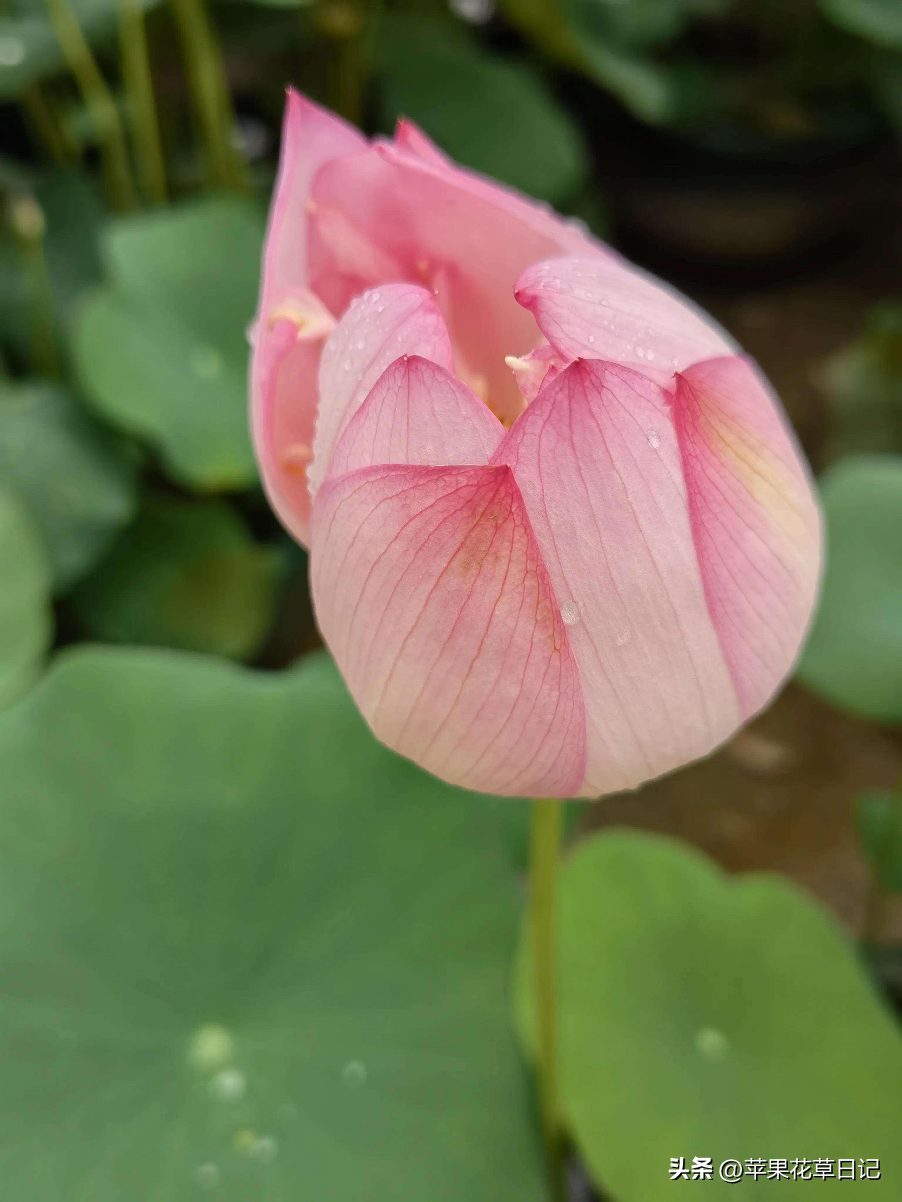 莲花盛开欣赏,绝美的莲花