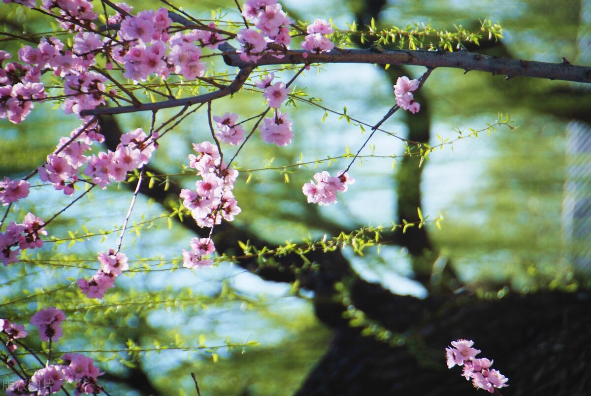 春节对联2022虎年新款春联家用,新春对联专用红纸