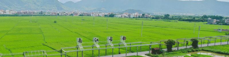 广东聚焦百千万工程高质量发展,新兴水台镇有何重大项目