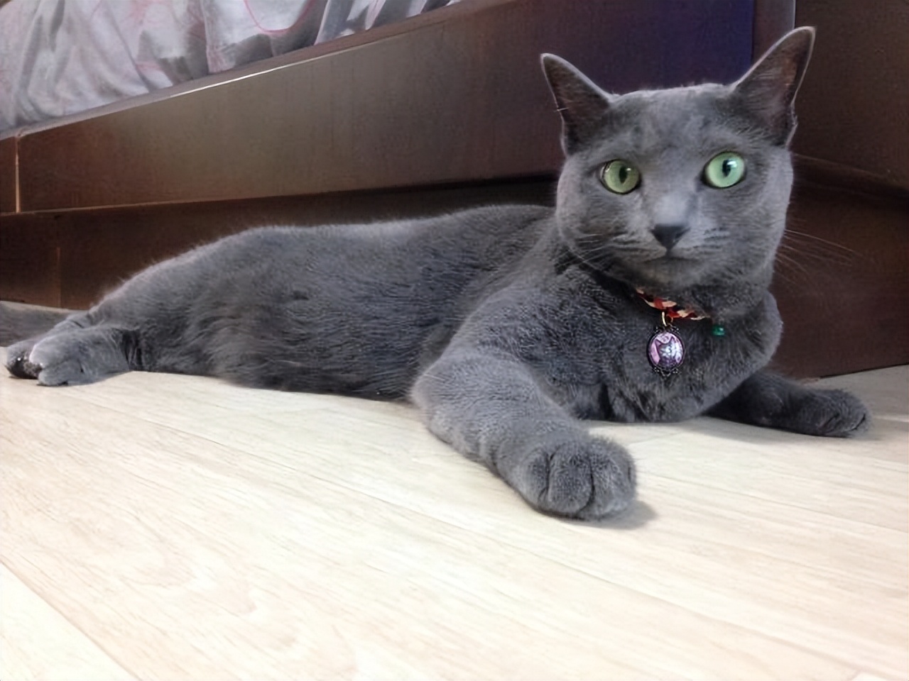 常见的18种宠物猫,常见的18种宠物猫性格