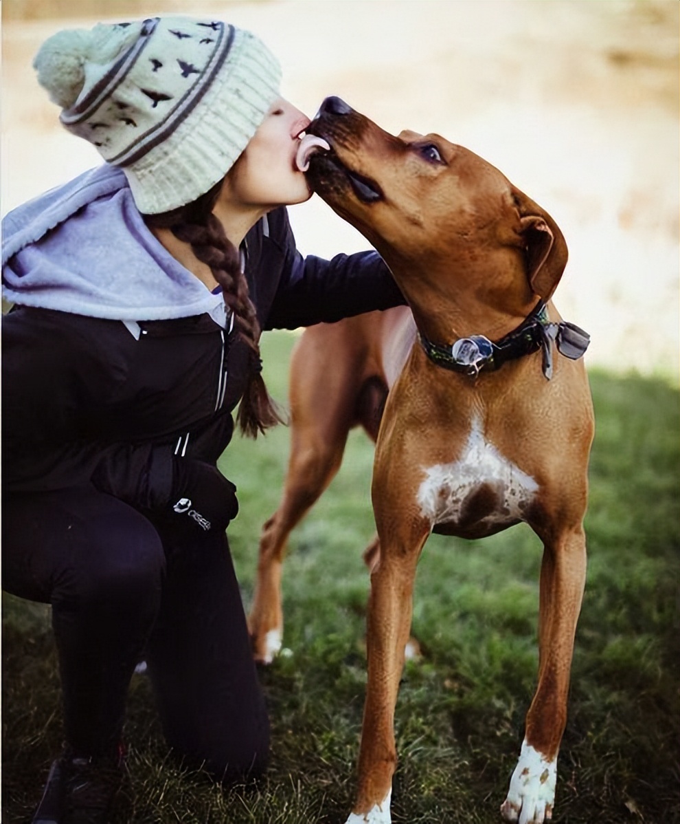 在狗狗眼里亲吻是什么意思,在狗狗心里主人是什么