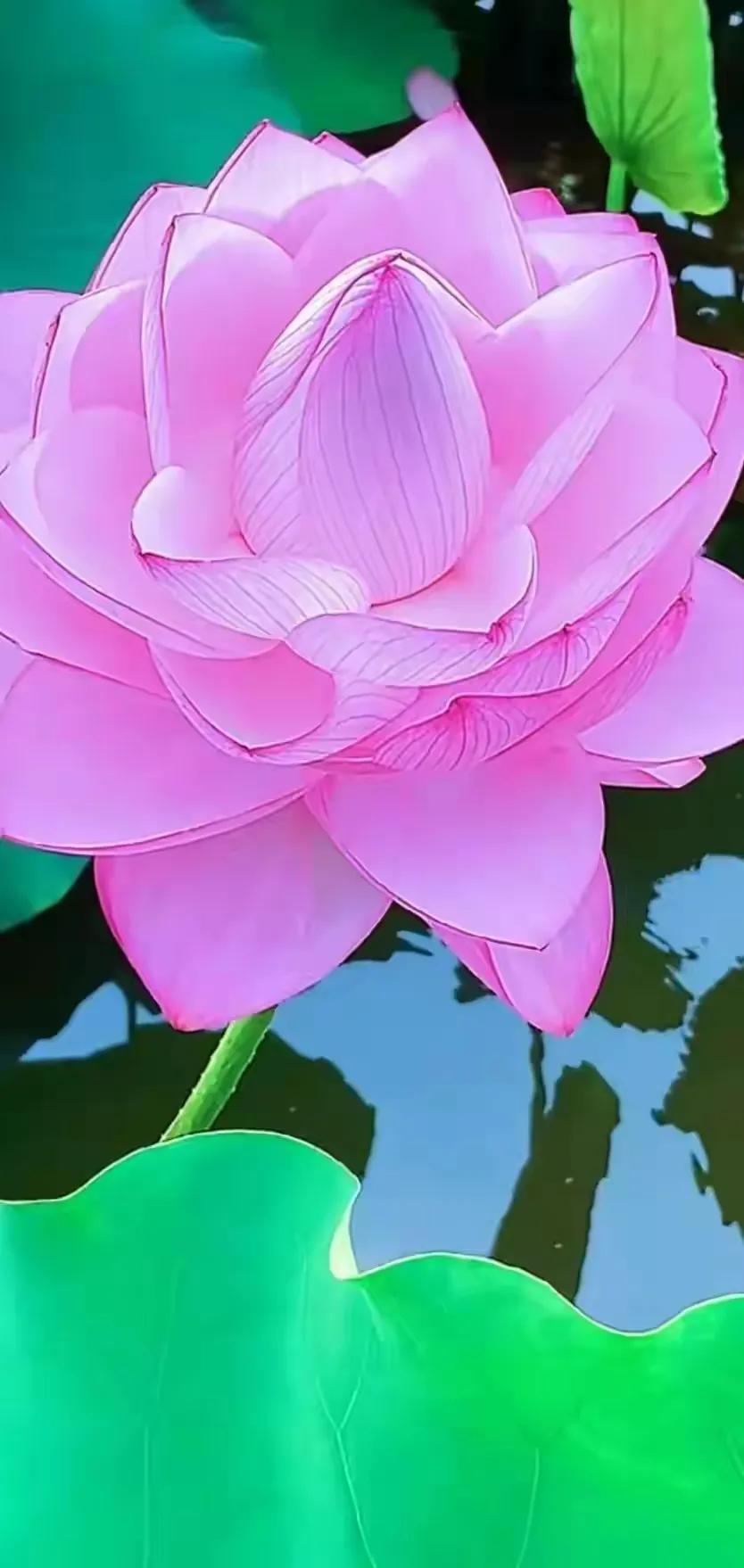 分享一组荷花图,分享一张你与荷花的照片