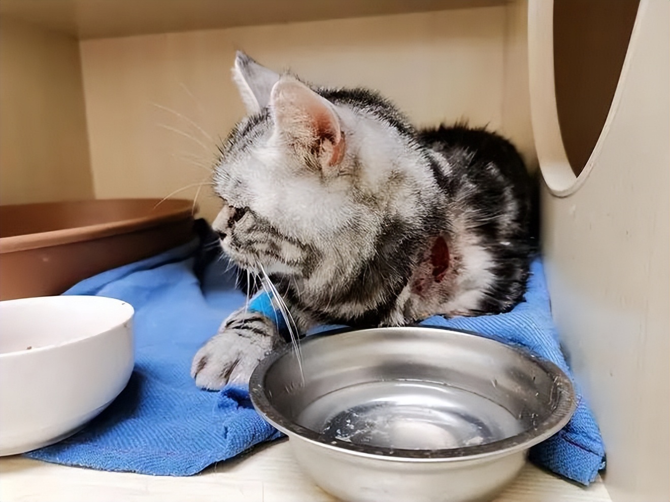 猫咪严重脱水怎么护理 (猫咪为什么会脱水严重怎么办)