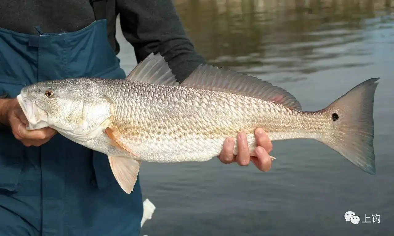 近海钓海鱼技巧,淡水海鲈怎么钓和找位置