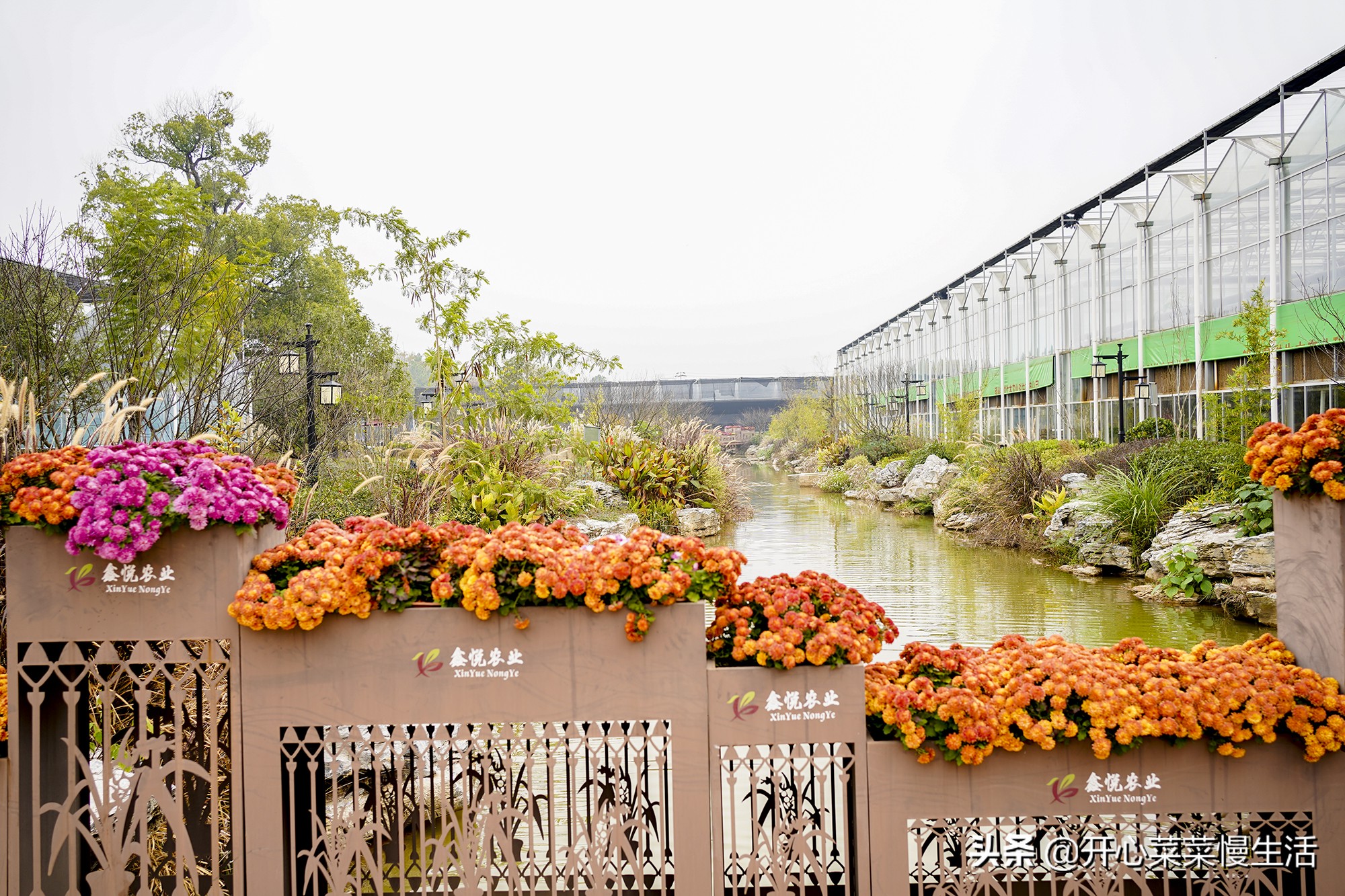 广东兰花第一县,中国最漂亮的兰花小镇