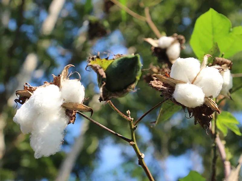 国色天香秀色可餐的美女 (秀色可餐与国色天香)