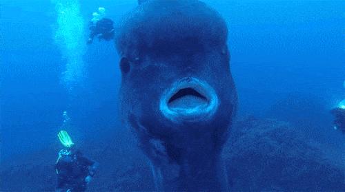 海中翻车鱼,海洋自助餐翻车鱼