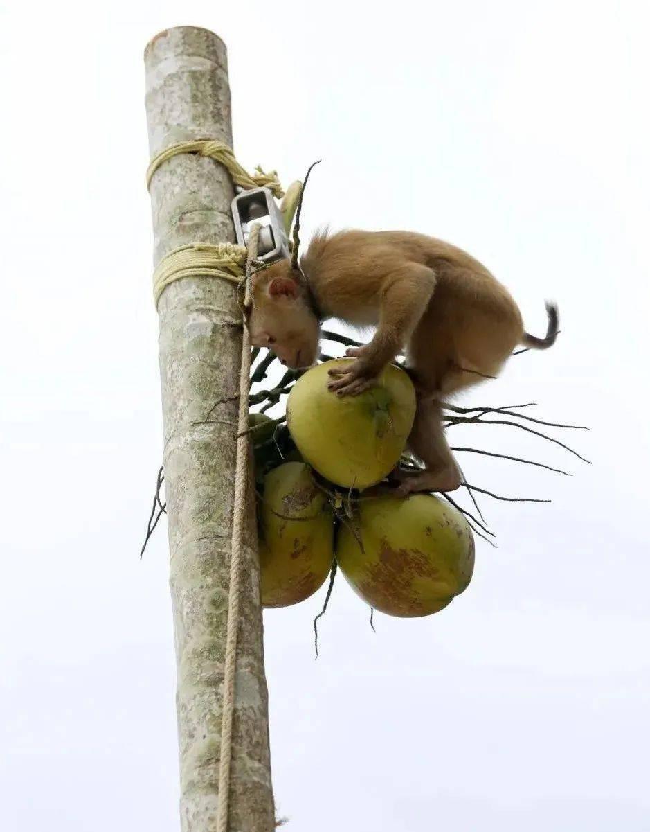 云南所有稀有动物猴子,云南稀有野生动物猴子