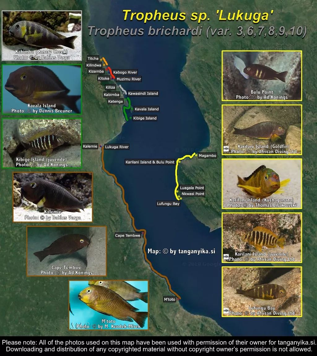 三湖慈鲷杂鲷品种图鉴大全,三湖慈鲷最好看的十种马鲷