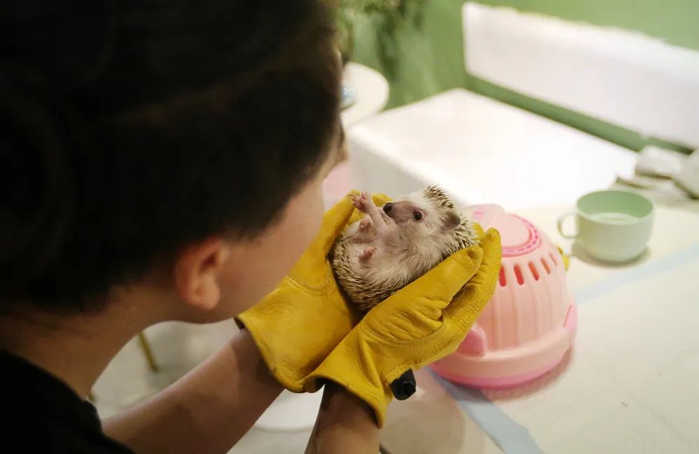 养异宠的年轻人：靠借网贷买蜥蜴，从冷血动物身上找温暖