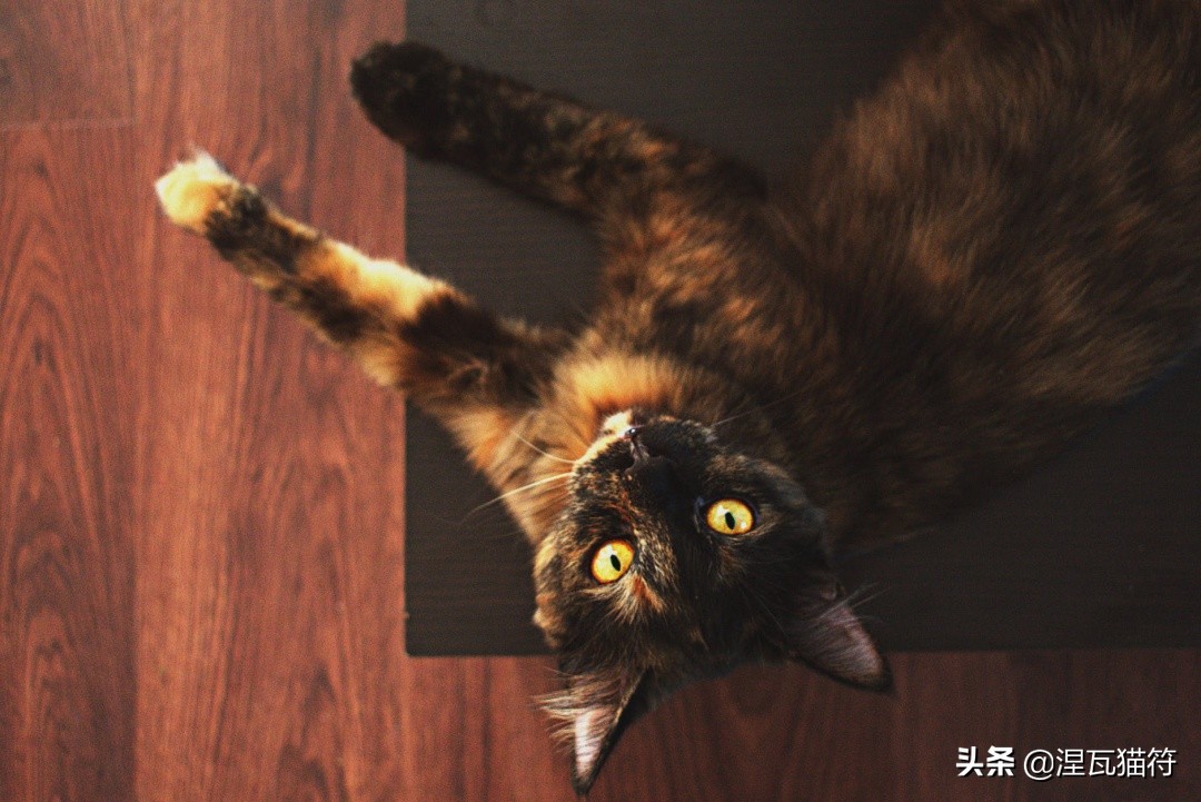 中国猫咪品种玳瑁猫,田园玳瑁猫的嘴