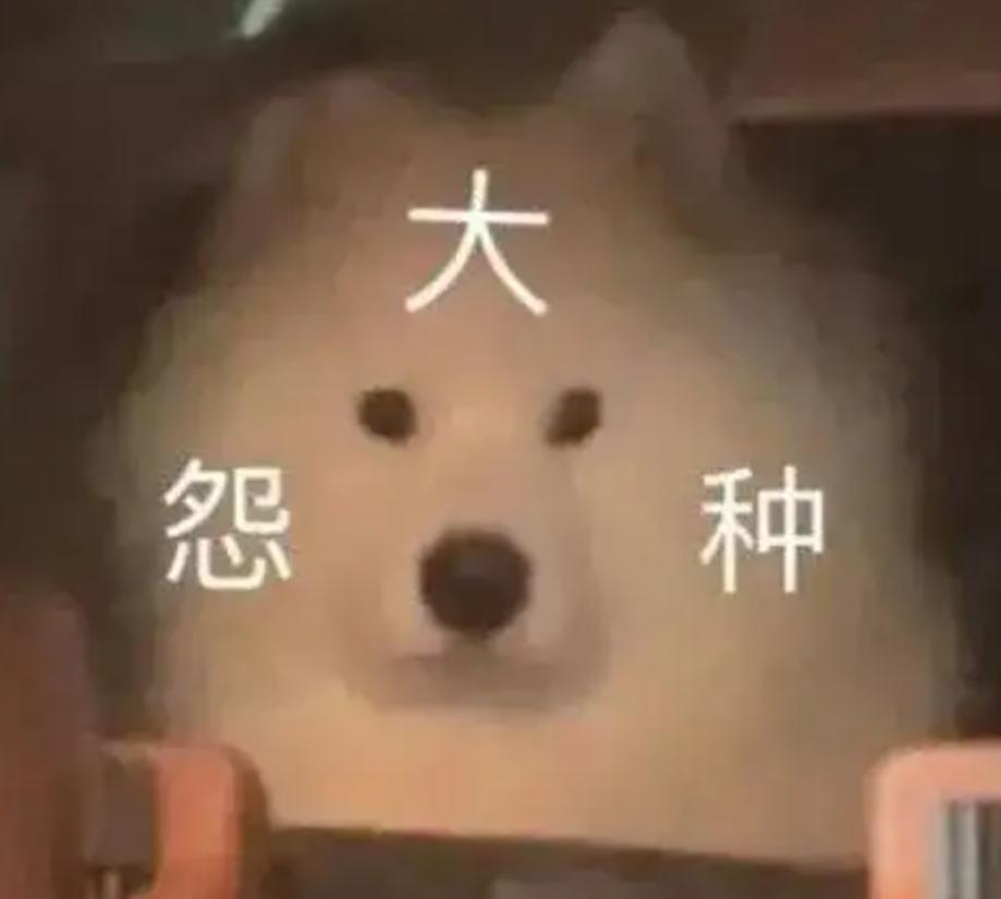 喂过一次大连海鸥，人类就要为自己的弱小羞愧