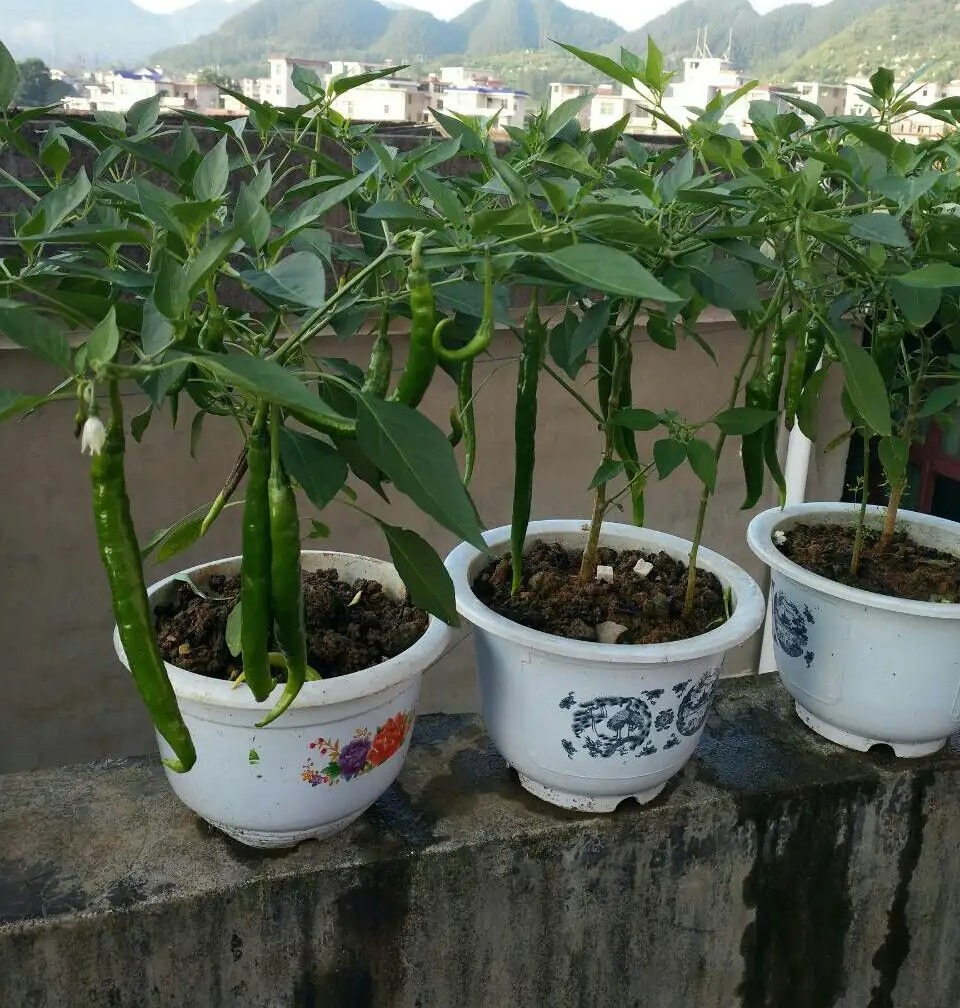 阳台种菜的方法和步骤,阳台种菜的技巧与方法