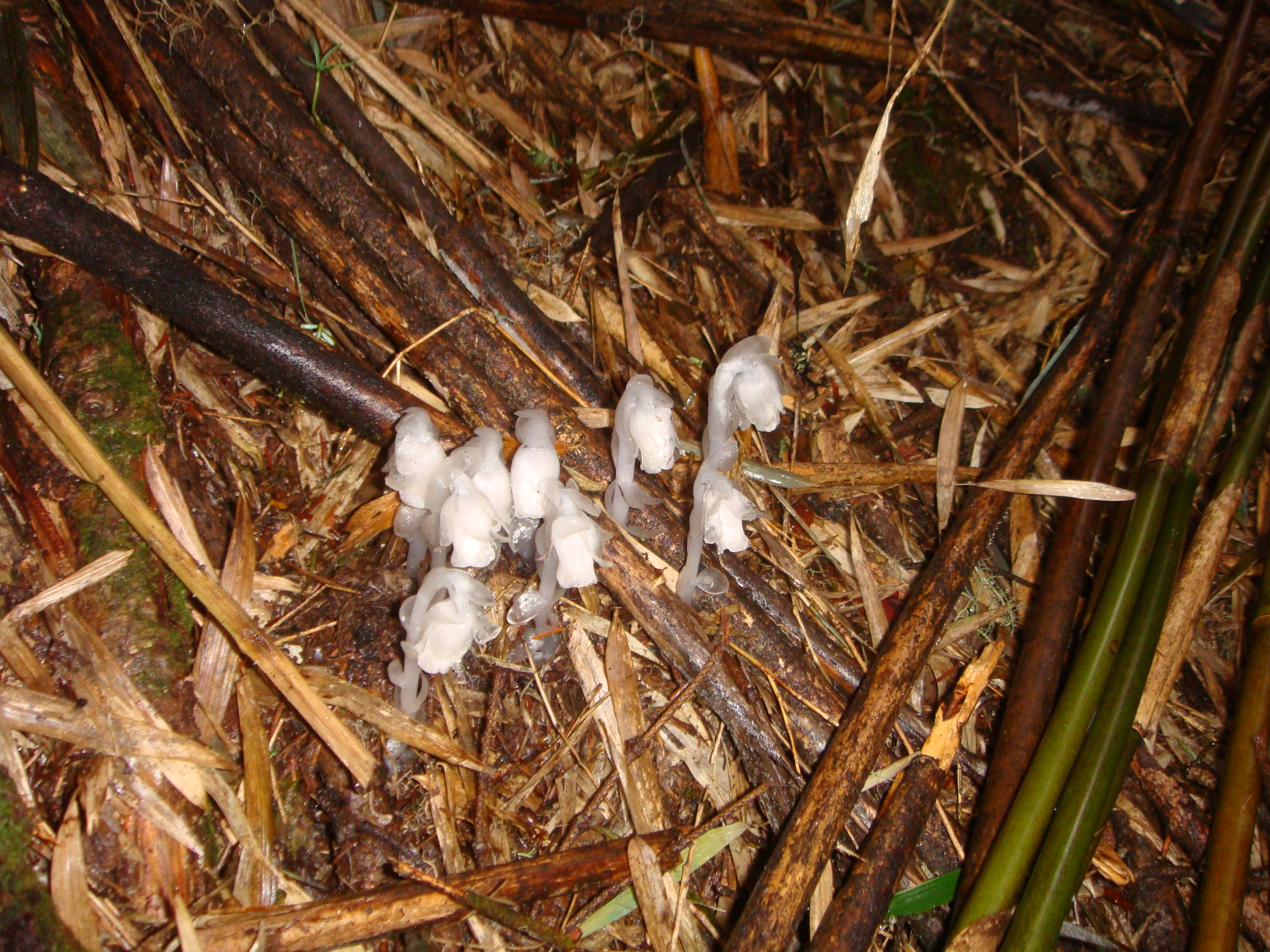 冥界之花为什么叫起死回生的仙草,大量出现冥界之花的预兆